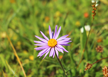 Aster des alpes