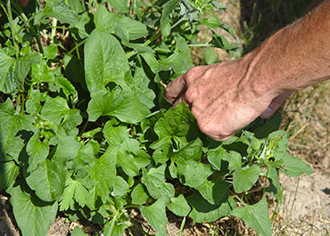 Cueillette épinards sauvages